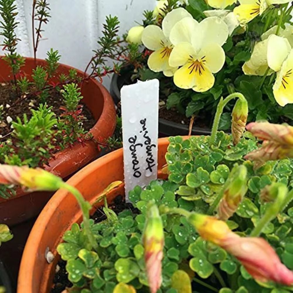 100개 플라스틱 재질 식물 태그 5*1cm 크기 재사 - Gardening Tool Diy 리뷰 및 가격